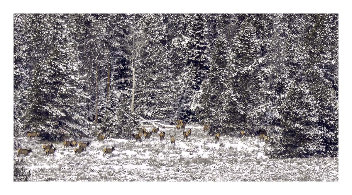 Brushbuck Wildlife Tour